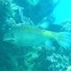 85- Poisson-coffre jaune 